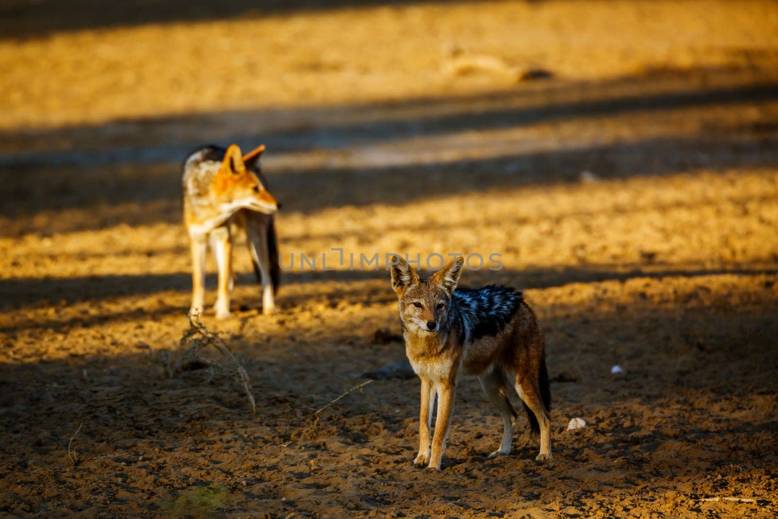 Two Black backed jackal standing in desert land at dawn in Kgalagadi transfrontier park, South Africa ; Specie Canis mesomelas family of Canidae