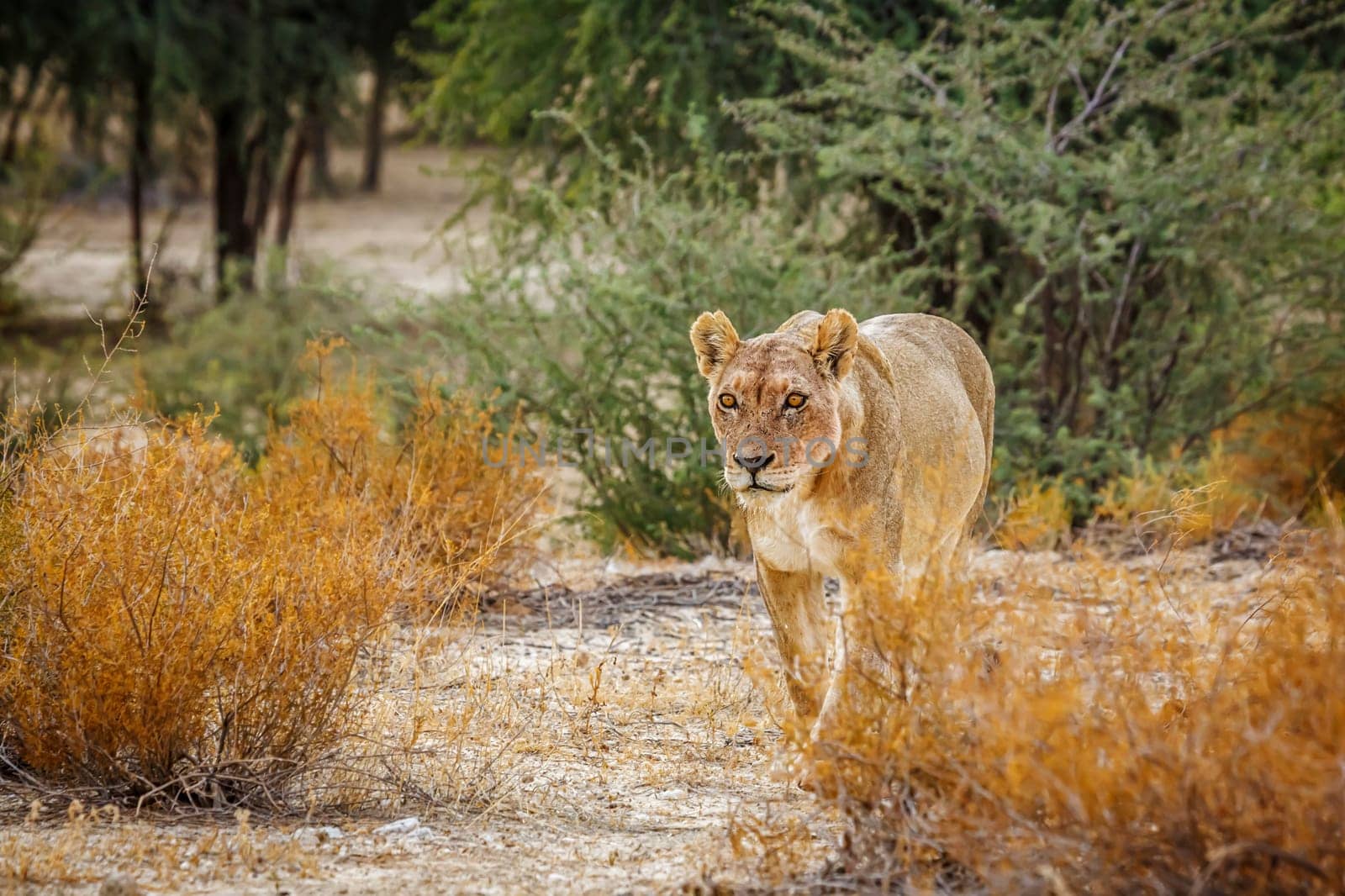 African lioness walking front view in shrub land in Kgalagadi transfrontier park, South Africa; Specie panthera leo family of felidae