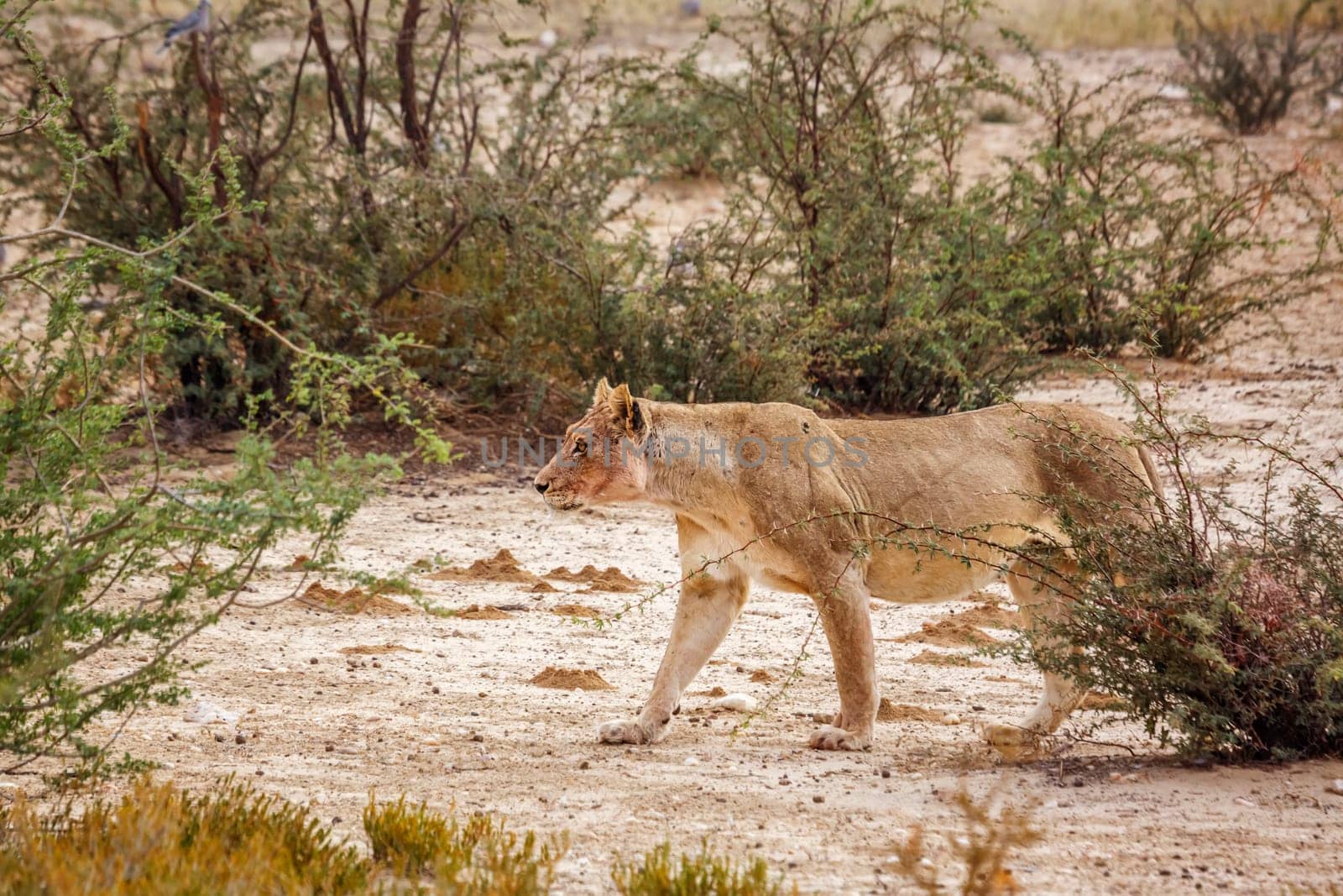 African lion in Kgalagadi transfrontier park, South Africa by PACOCOMO