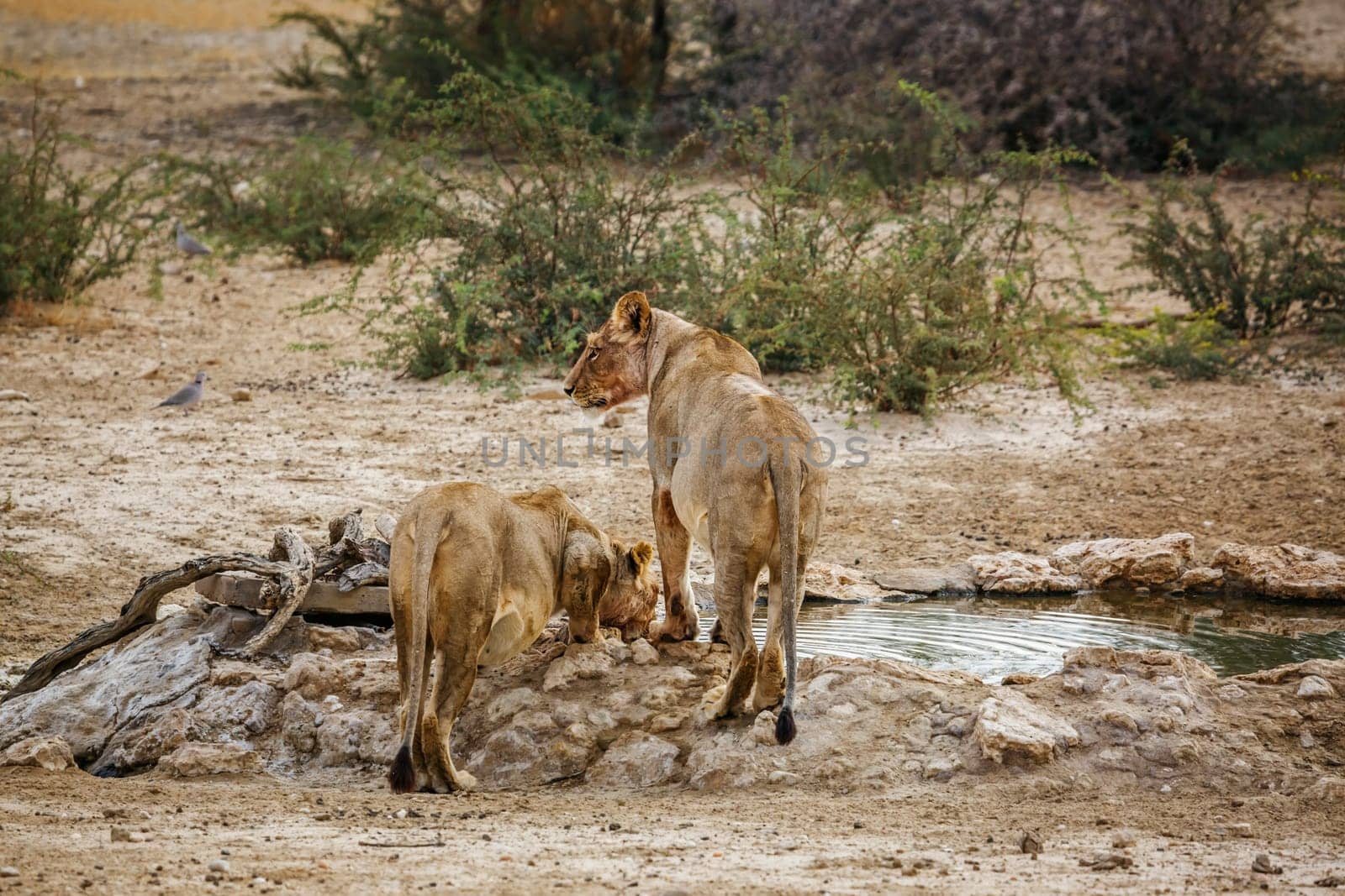 African lion in Kgalagadi transfrontier park, South Africa by PACOCOMO