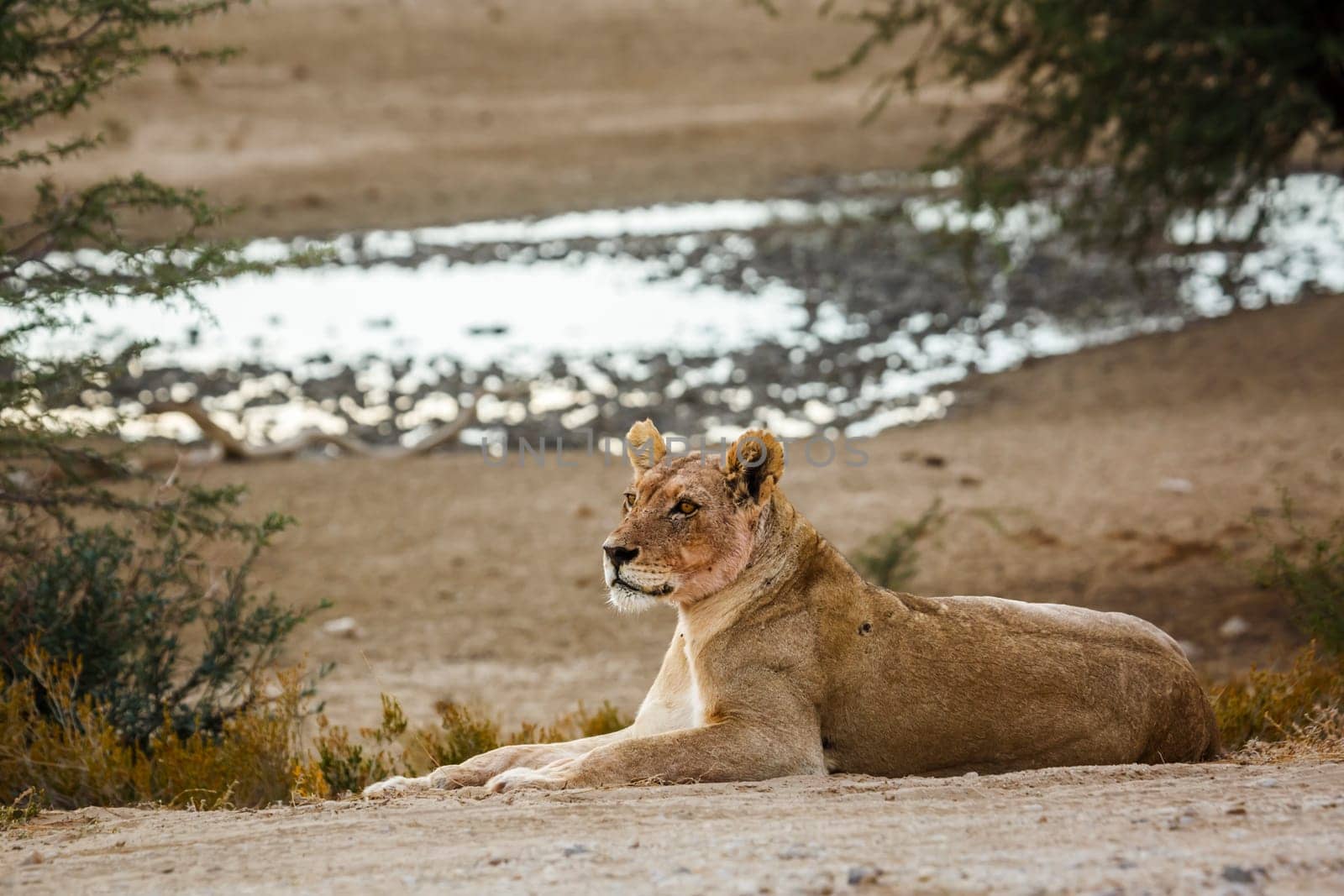 African lion in Kgalagadi transfrontier park, South Africa by PACOCOMO