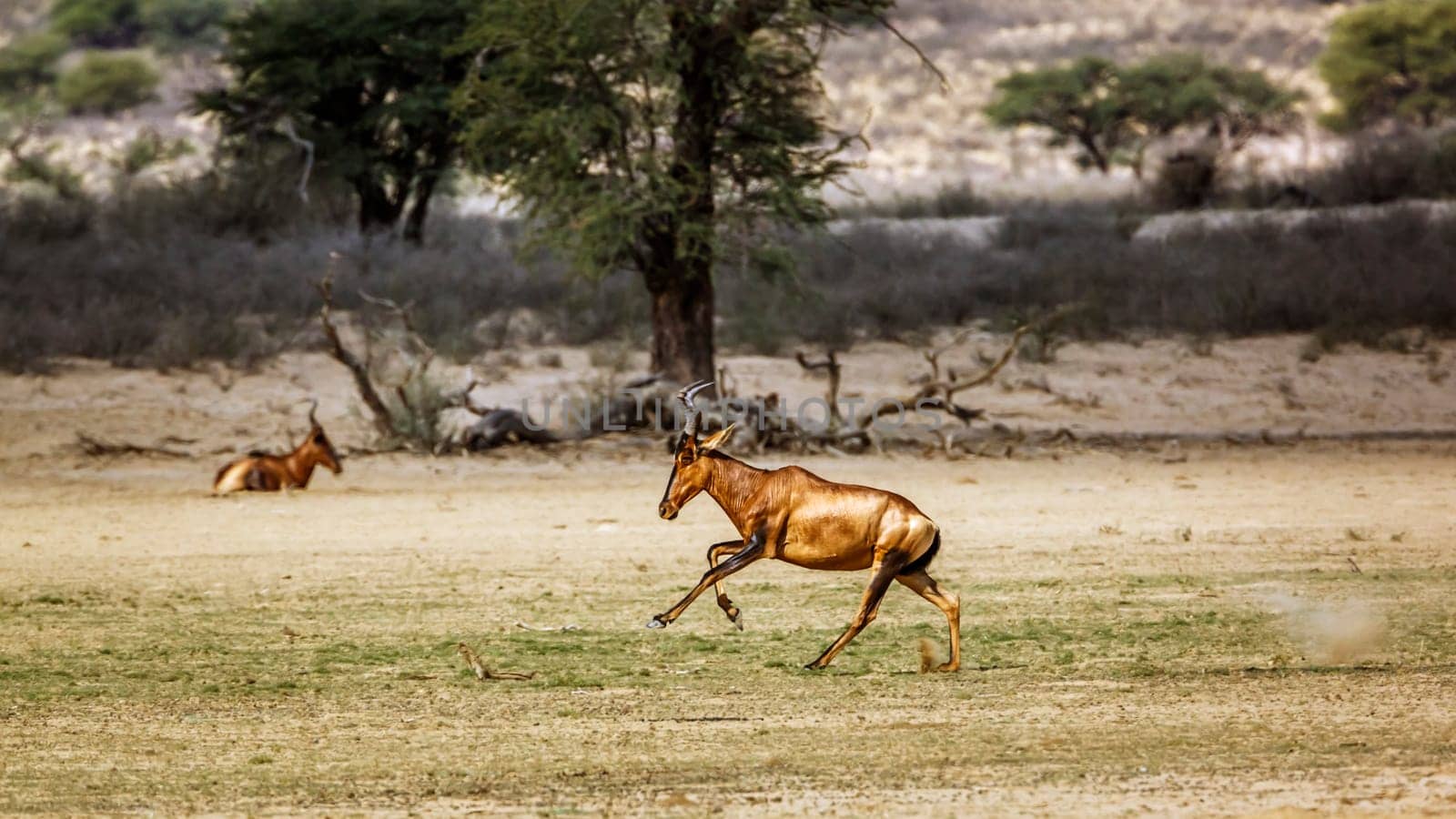 Red hartebeest in Kgalagadi transfrontier park, South Africa by PACOCOMO