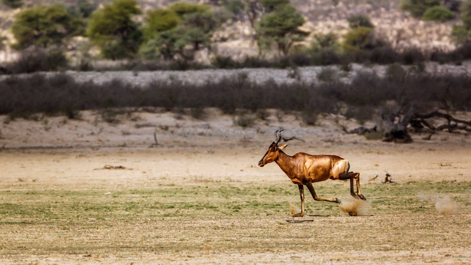 Red hartebeest in Kgalagadi transfrontier park, South Africa by PACOCOMO