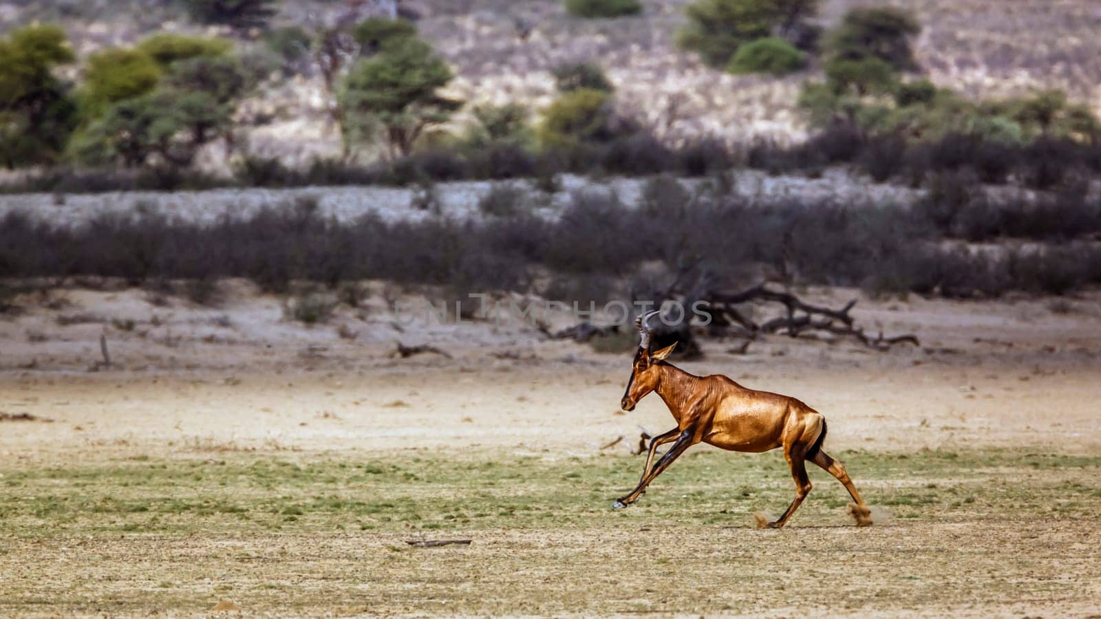 Hartebeest running side view in dry land in Kgalagadi transfrontier park, South Africa; specie Alcelaphus buselaphus family of Bovidae
