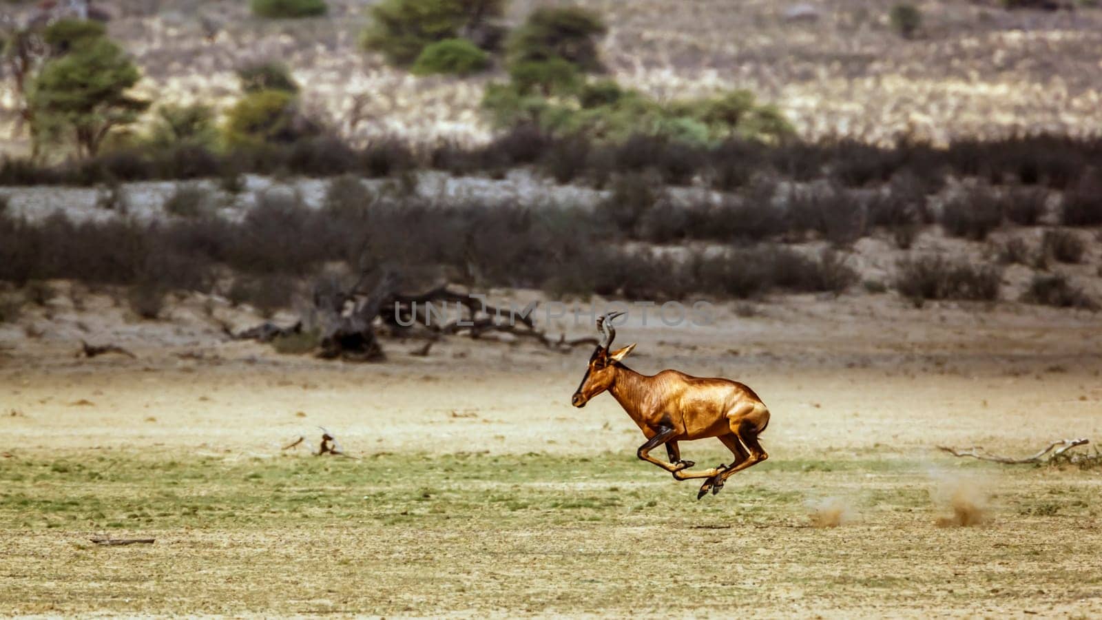 Red hartebeest in Kgalagadi transfrontier park, South Africa by PACOCOMO