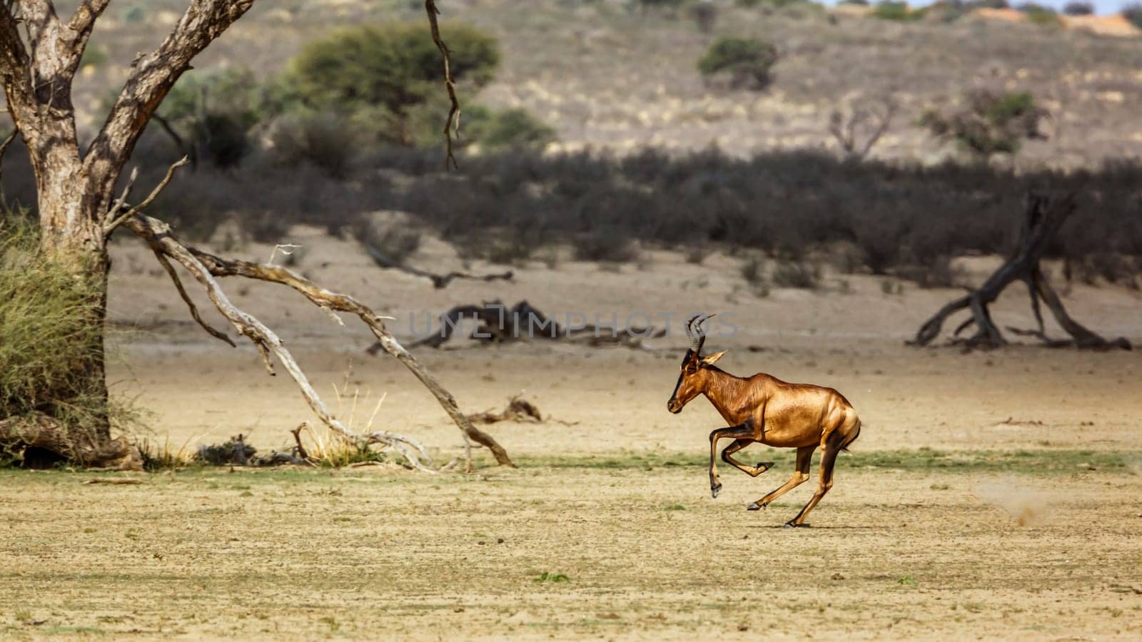 Red hartebeest in Kgalagadi transfrontier park, South Africa by PACOCOMO