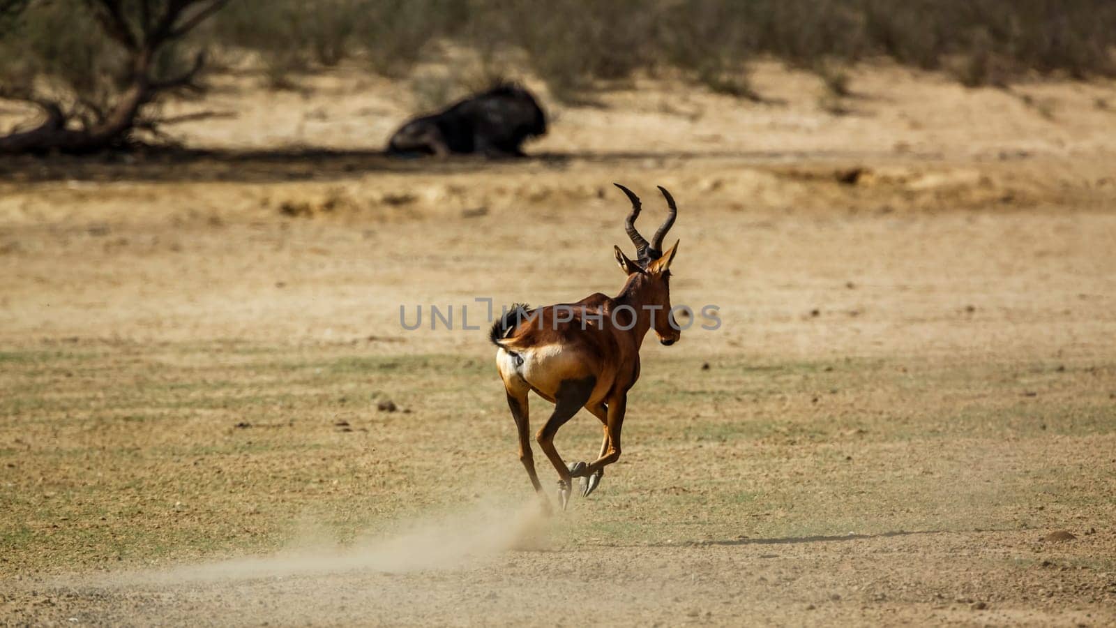 Red hartebeest in Kgalagadi transfrontier park, South Africa by PACOCOMO