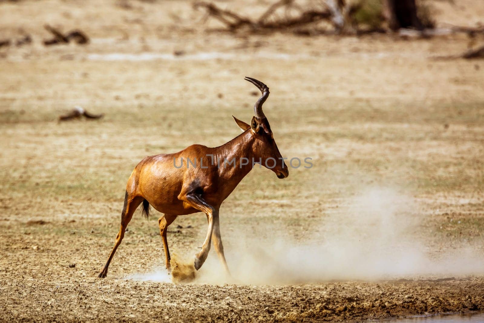 Red hartebeest in Kgalagadi transfrontier park, South Africa by PACOCOMO