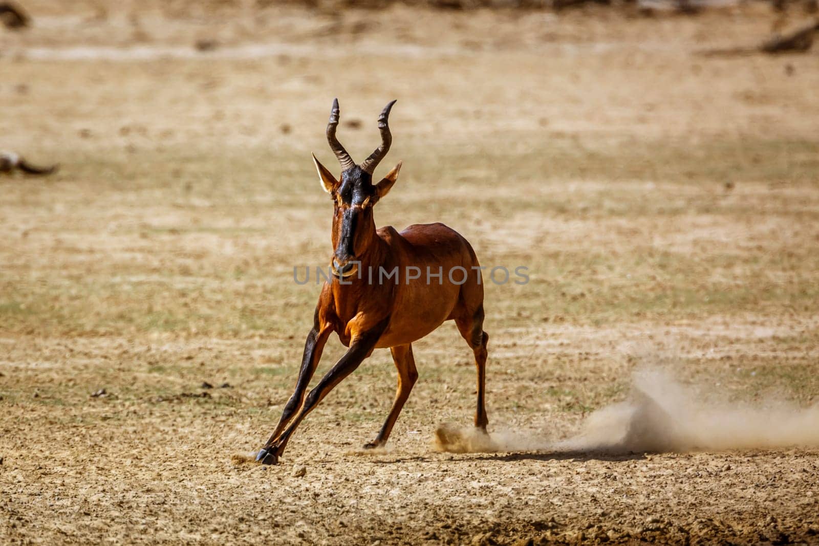 Hartebeest running front view in dry land in Kgalagadi transfrontier park, South Africa; specie Alcelaphus buselaphus family of Bovidae