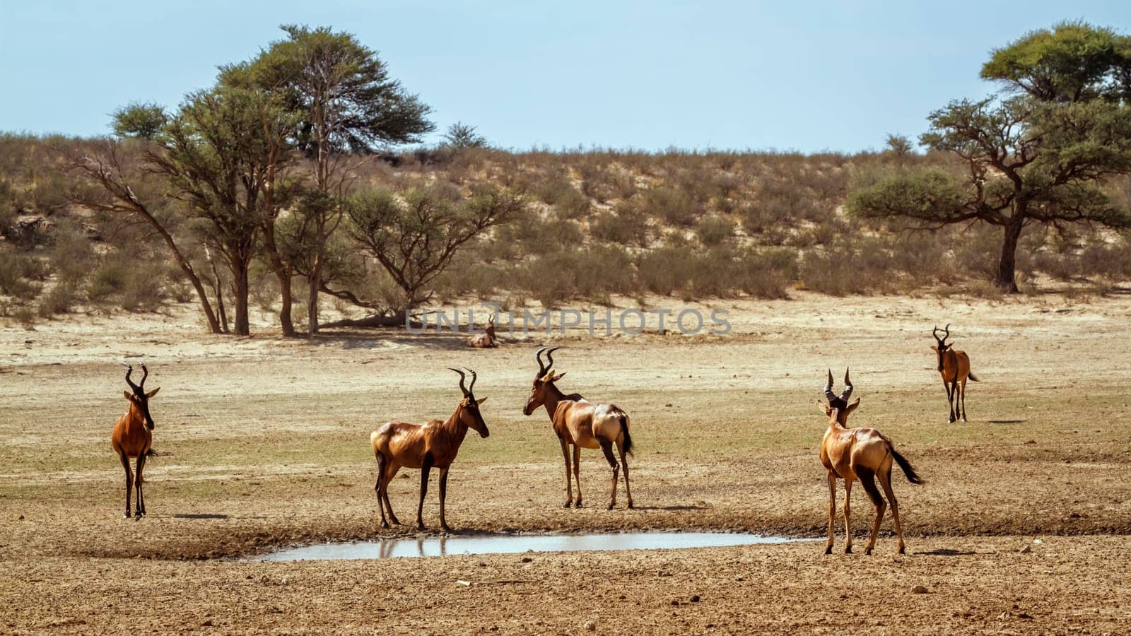 Red hartebeest in Kgalagadi transfrontier park, South Africa by PACOCOMO