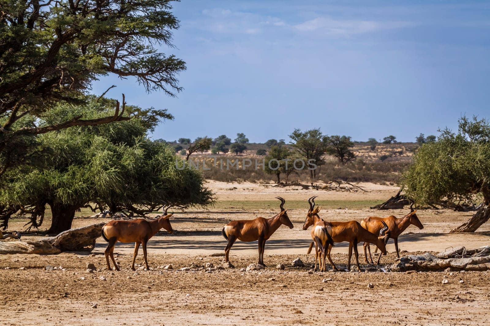 Small group of Hartebeest at waterhole in Kgalagadi transfrontier park, South Africa; specie Alcelaphus buselaphus family of Bovidae