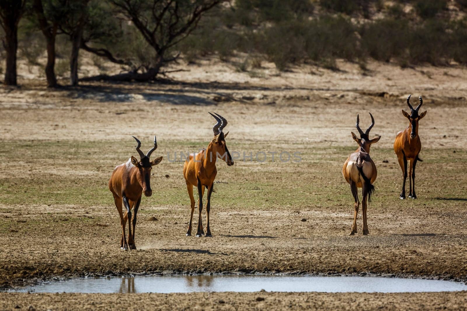 Four Hartebeest walking front view to waterhole in Kgalagadi transfrontier park, South Africa; specie Alcelaphus buselaphus family of Bovidae