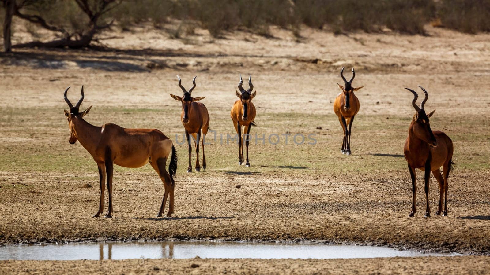 Red hartebeest in Kgalagadi transfrontier park, South Africa by PACOCOMO