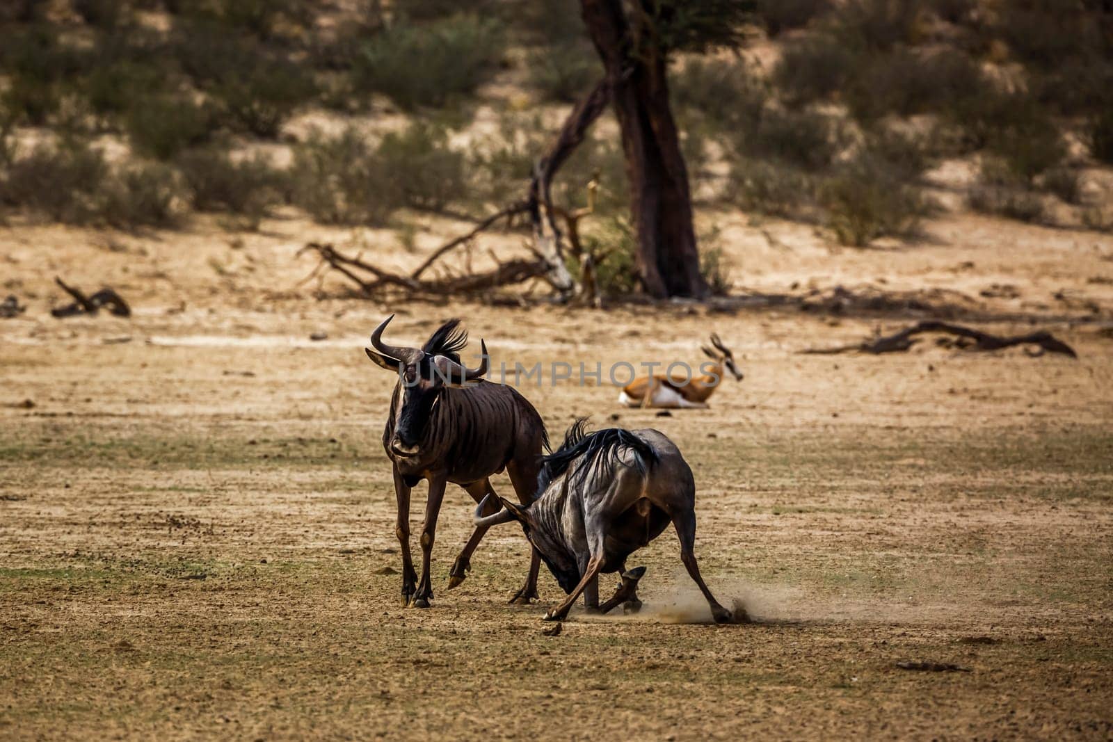 Two Blue wildebeest challenging scratching sand in Kgalagadi transfrontier park, South Africa ; Specie Connochaetes taurinus family of Bovidae