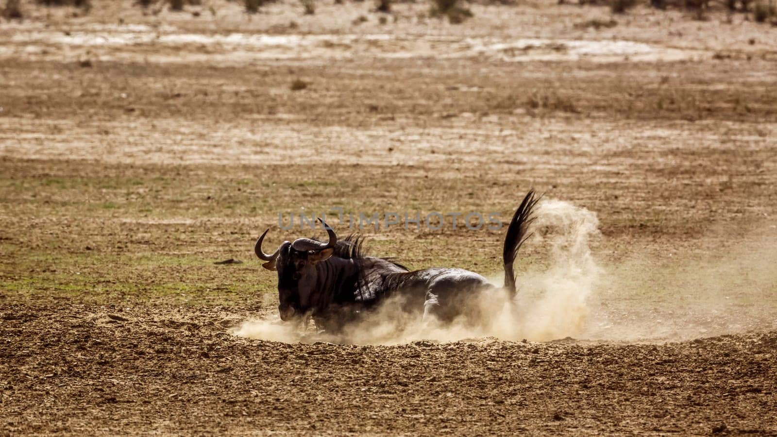 Blue wildebeest in Kgalagadi transfrontier park, South Africa by PACOCOMO