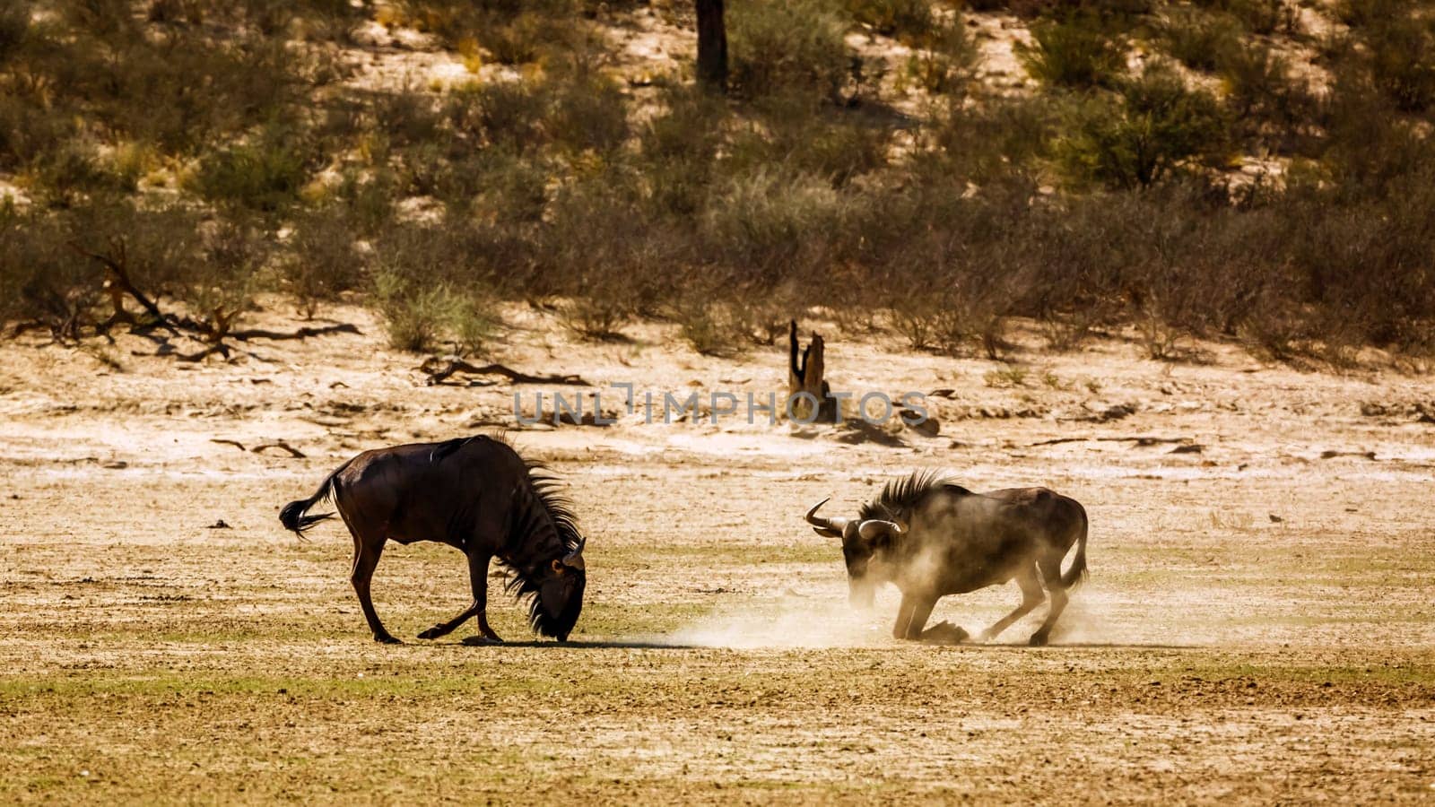 Two Blue wildebeest challenging scratching sand in Kgalagadi transfrontier park, South Africa ; Specie Connochaetes taurinus family of Bovidae