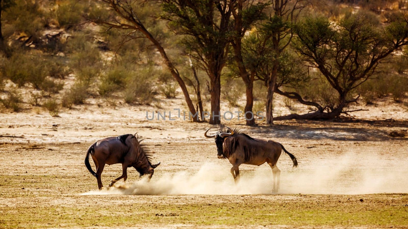 Blue wildebeest in Kgalagadi transfrontier park, South Africa by PACOCOMO