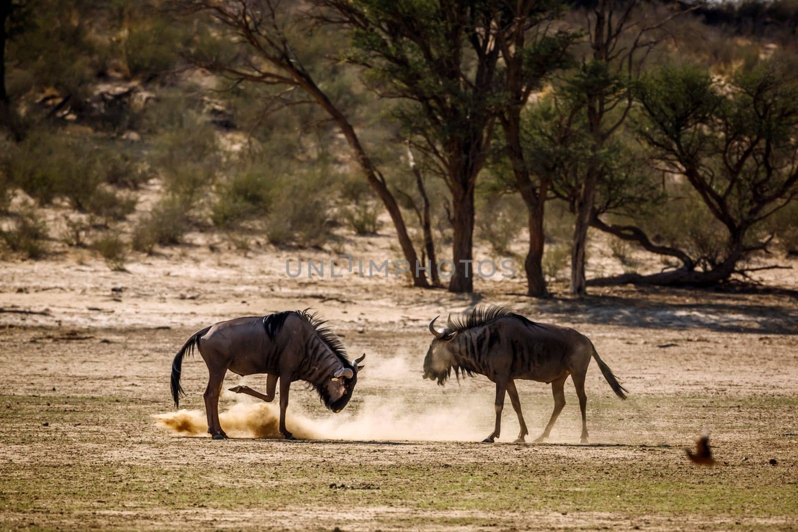 Blue wildebeest in Kgalagadi transfrontier park, South Africa by PACOCOMO