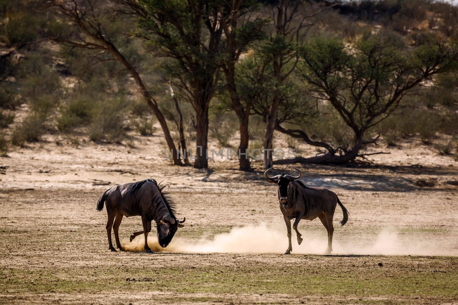 Blue wildebeest in Kgalagadi transfrontier park, South Africa by PACOCOMO