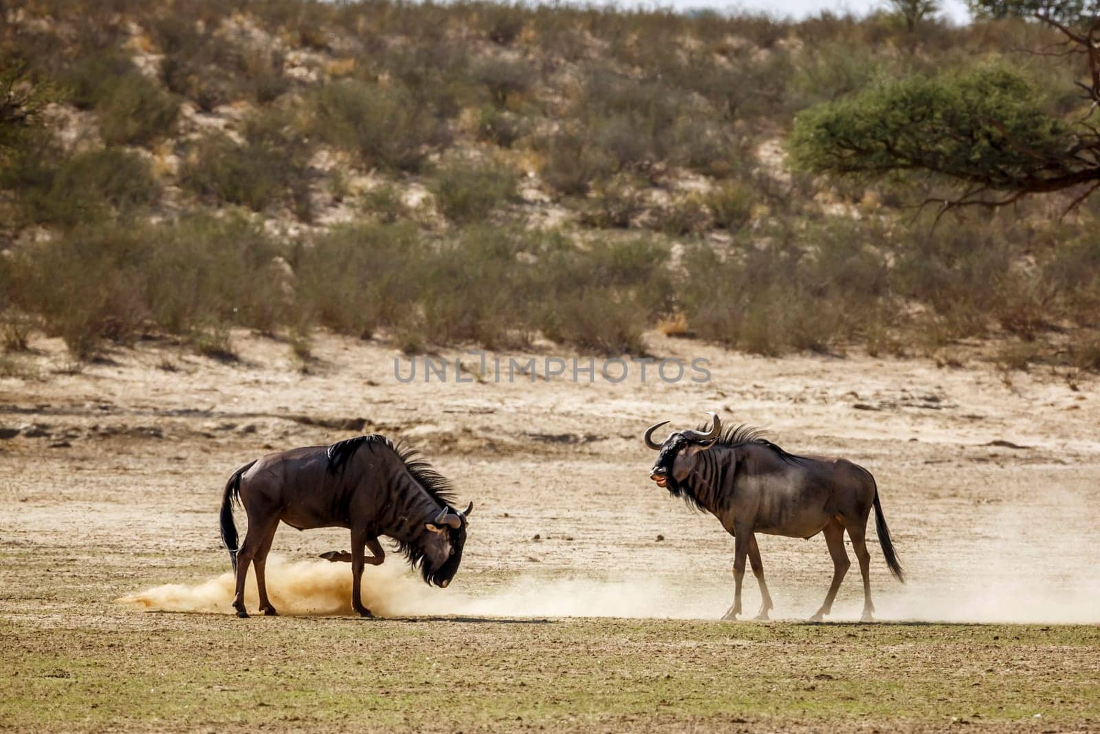 Blue wildebeest in Kgalagadi transfrontier park, South Africa by PACOCOMO