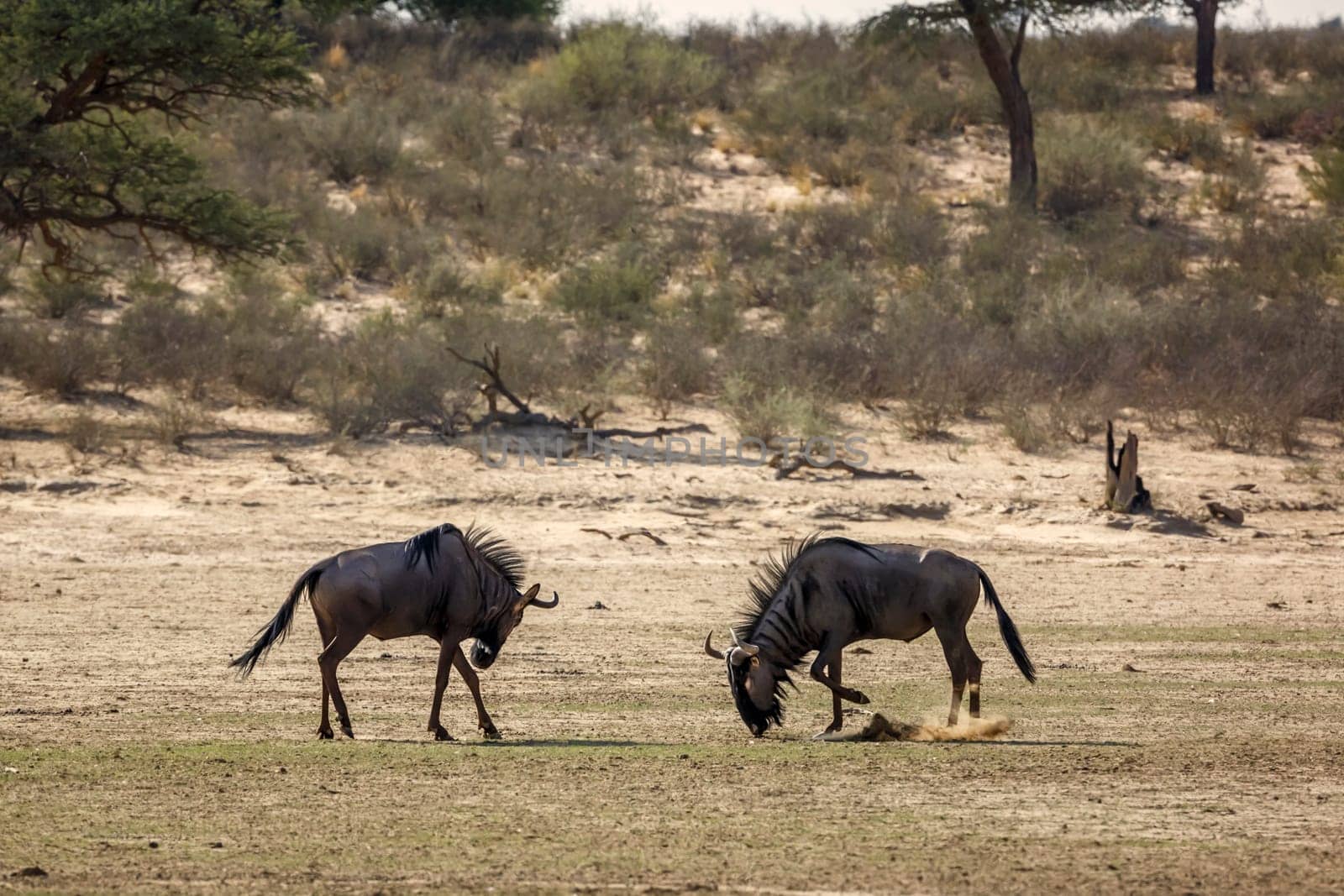 Two Blue wildebeest challenging scratching sand in Kgalagadi transfrontier park, South Africa ; Specie Connochaetes taurinus family of Bovidae