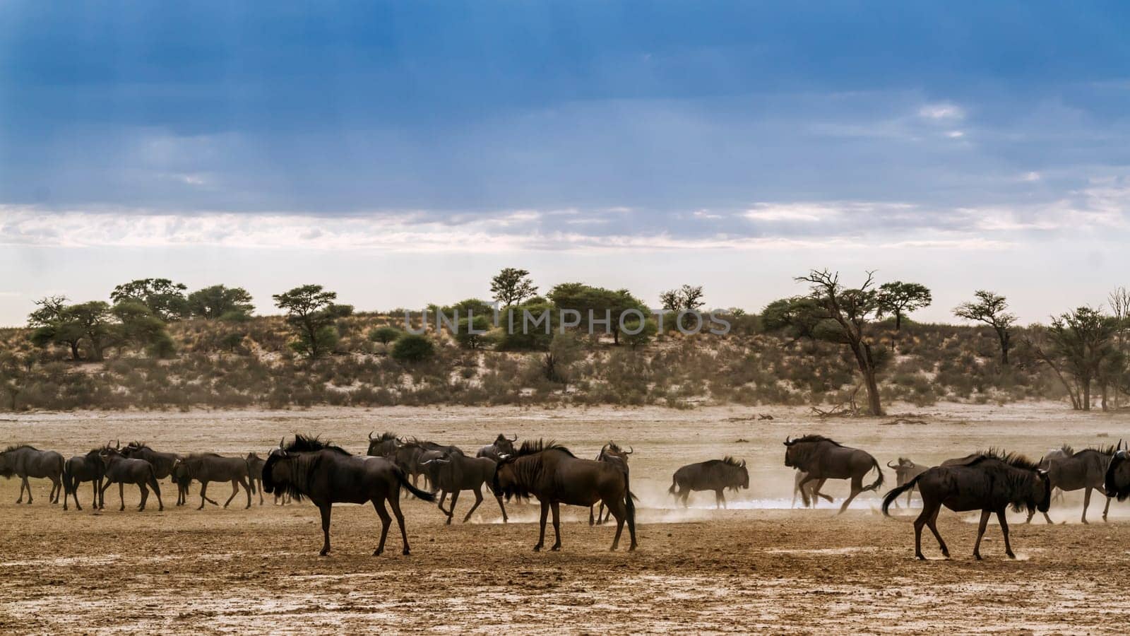 Blue wildebeest in Kgalagadi transfrontier park, South Africa by PACOCOMO