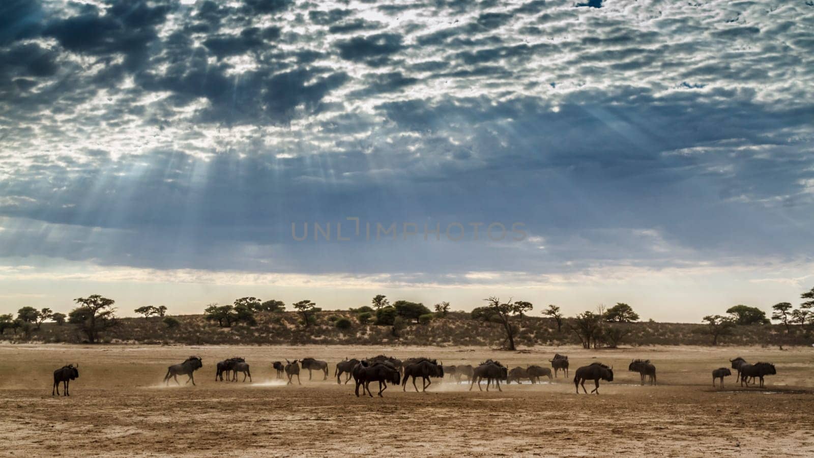 Blue wildebeest in Kgalagadi transfrontier park, South Africa by PACOCOMO