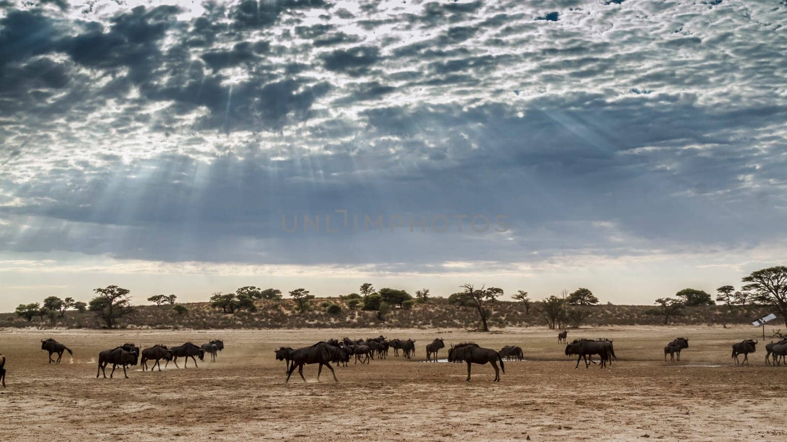 Blue wildebeest in Kgalagadi transfrontier park, South Africa by PACOCOMO