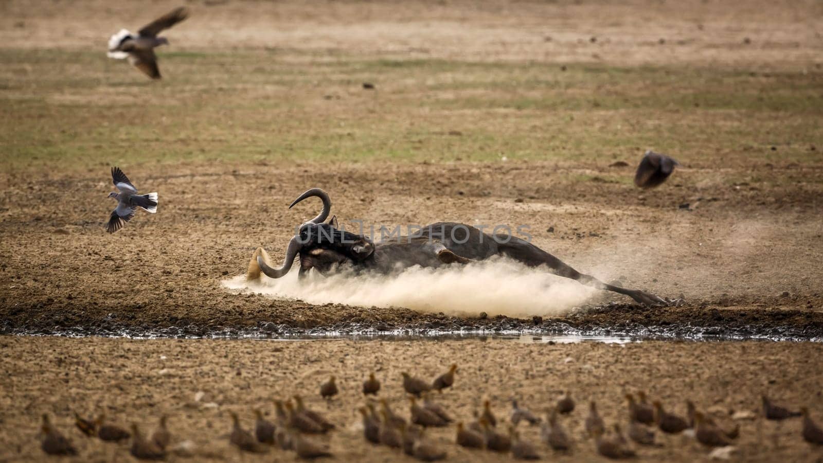 Blue wildebeest in Kgalagadi transfrontier park, South Africa by PACOCOMO