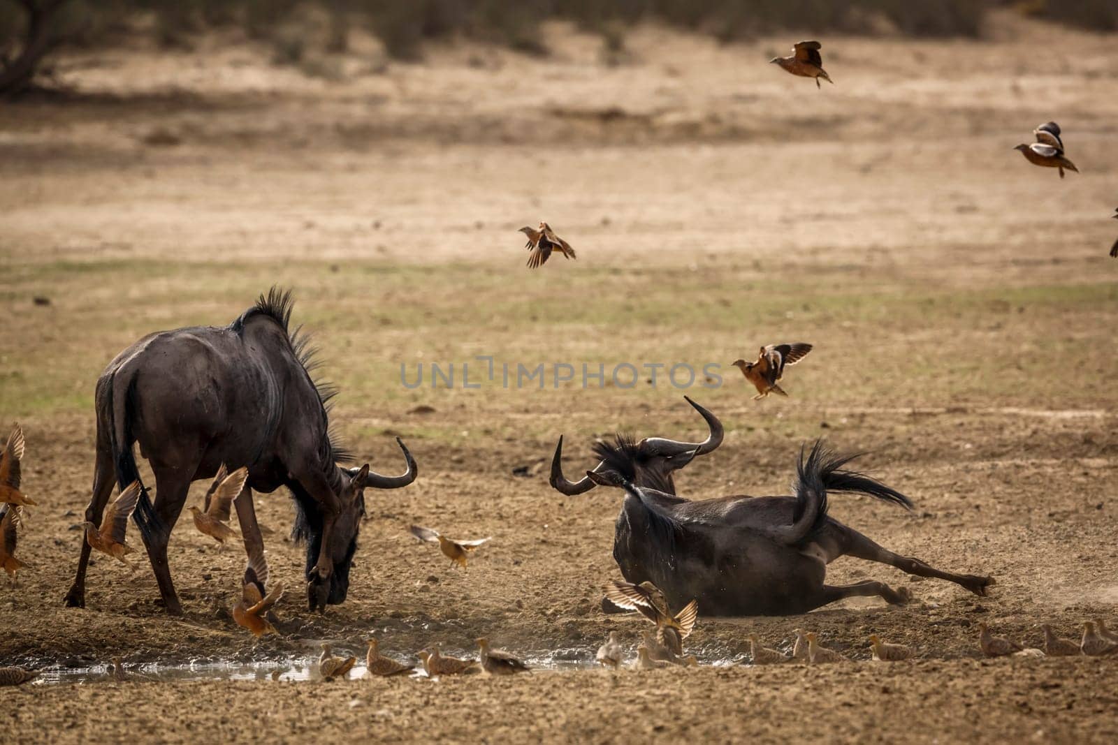 Blue wildebeest in Kgalagadi transfrontier park, South Africa ; Specie Connochaetes taurinus family of Bovidae