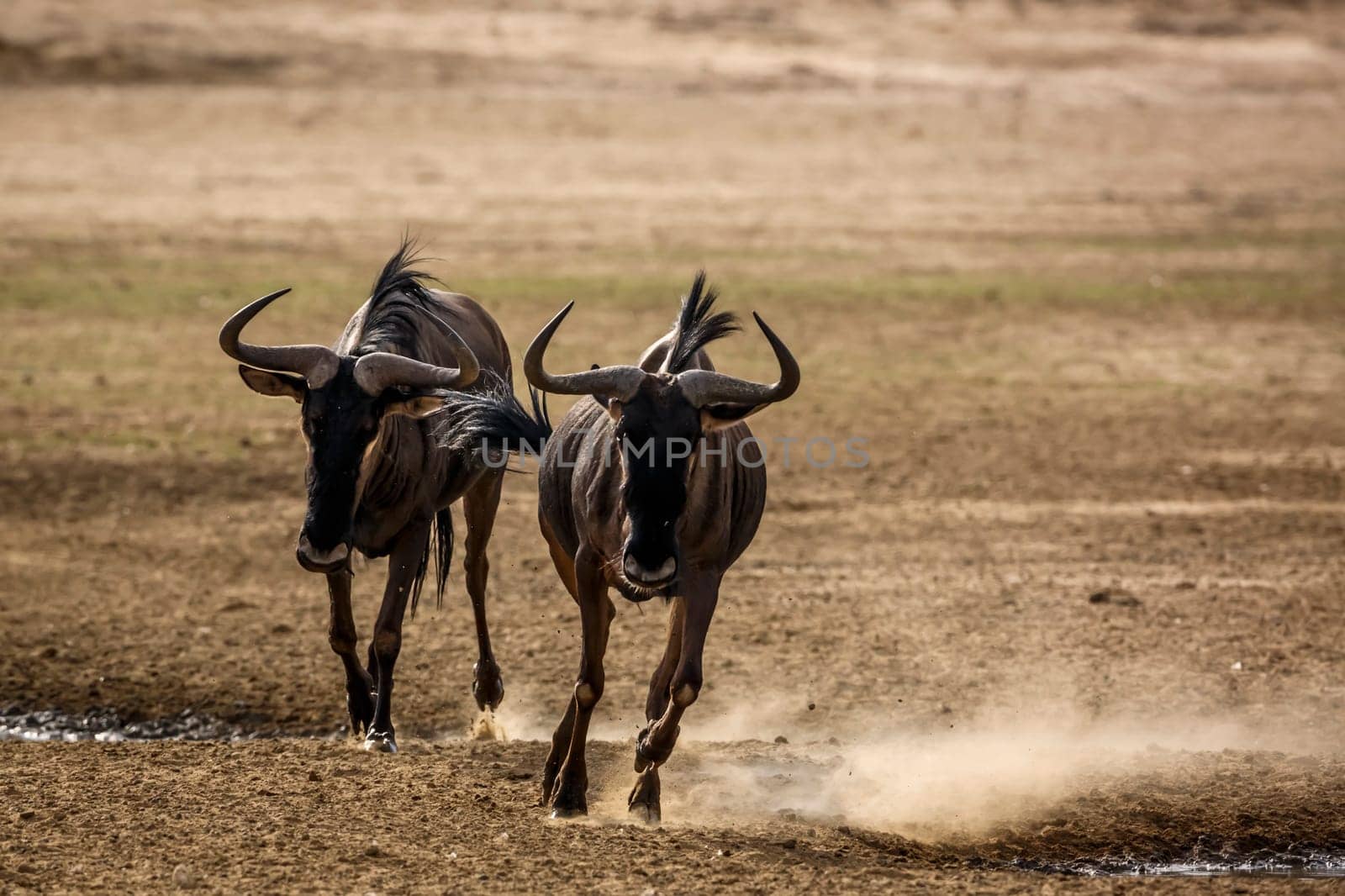 Blue wildebeest in Kgalagadi transfrontier park, South Africa by PACOCOMO