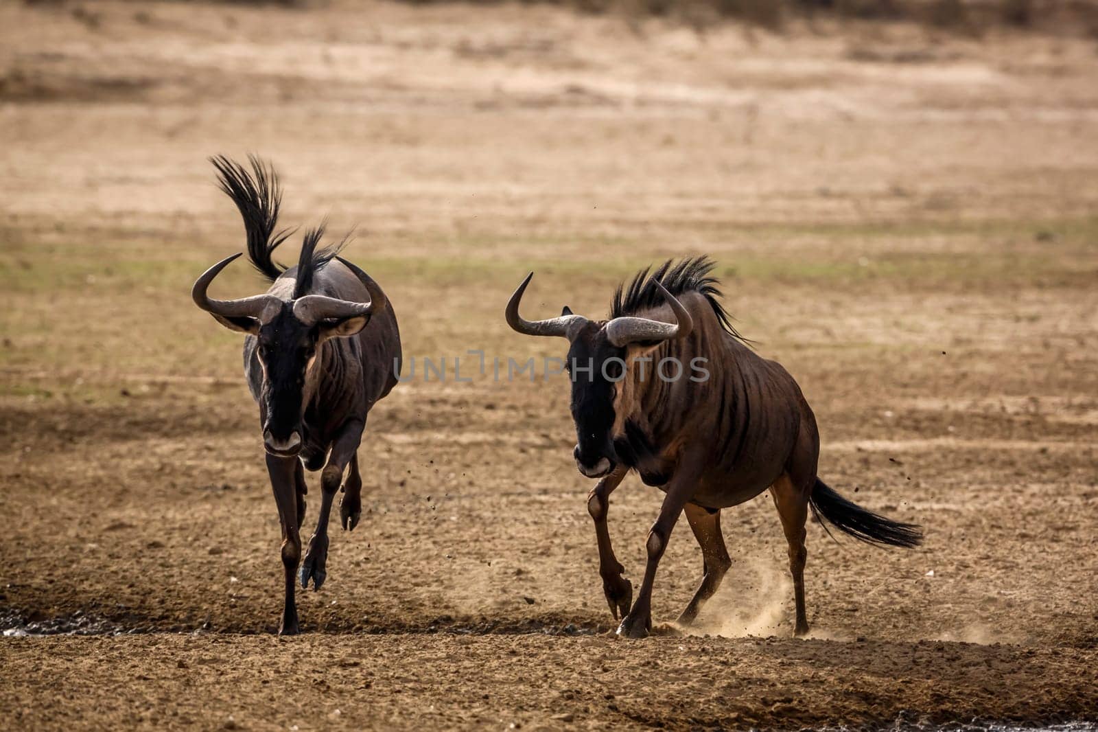 Blue wildebeest in Kgalagadi transfrontier park, South Africa by PACOCOMO