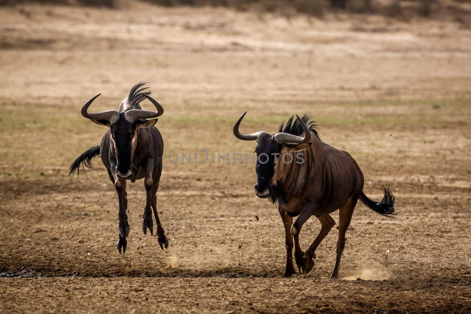 Blue wildebeest in Kgalagadi transfrontier park, South Africa by PACOCOMO