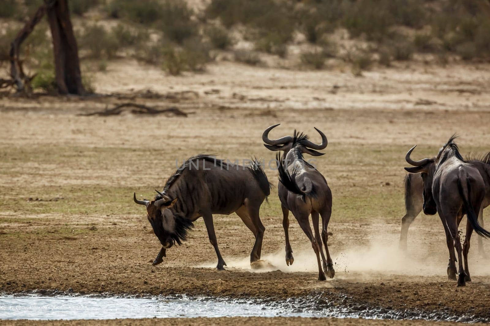 Two Blue wildebeest running after each othe in Kgalagadi transfrontier park, South Africa ; Specie Connochaetes taurinus family of Bovidae