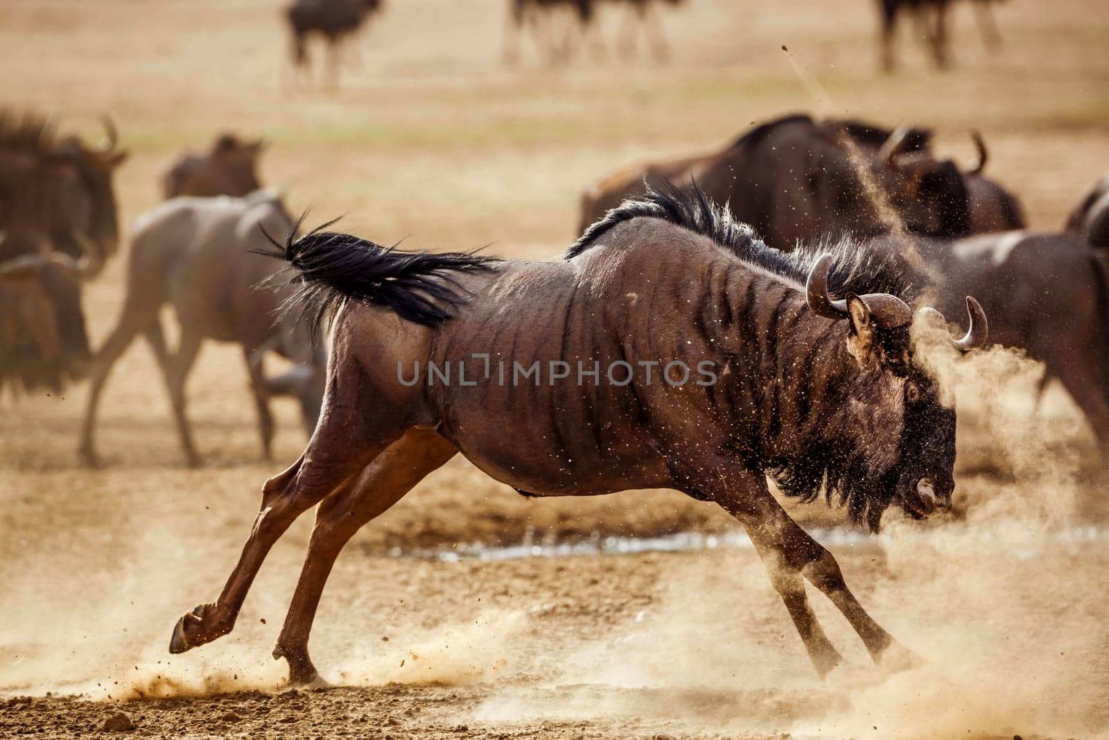 Blue wildebeest in Kgalagadi transfrontier park, South Africa by PACOCOMO