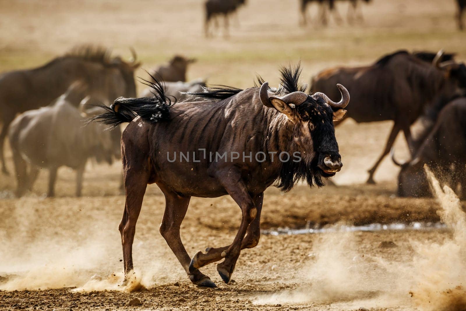 Blue wildebeest in Kgalagadi transfrontier park, South Africa by PACOCOMO