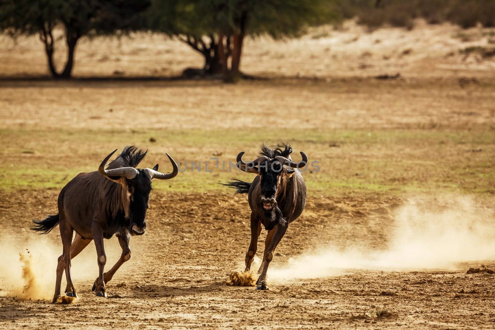 Blue wildebeest in Kgalagadi transfrontier park, South Africa by PACOCOMO