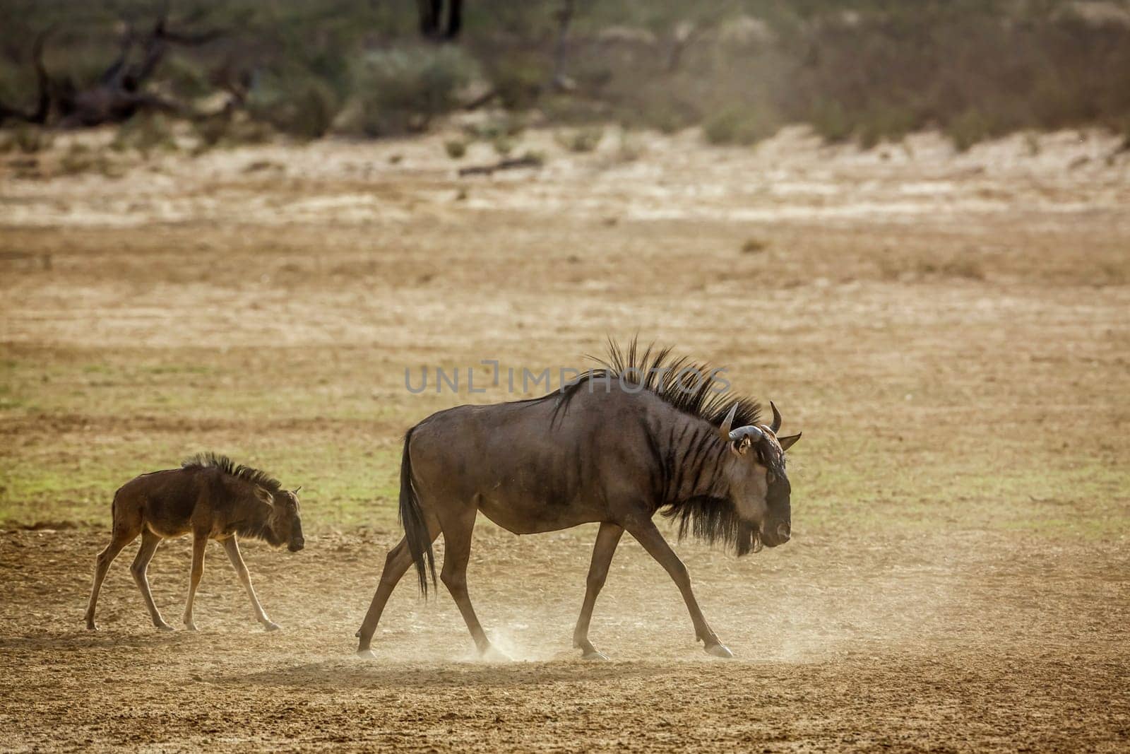 Blue wildebeest in Kgalagadi transfrontier park, South Africa by PACOCOMO