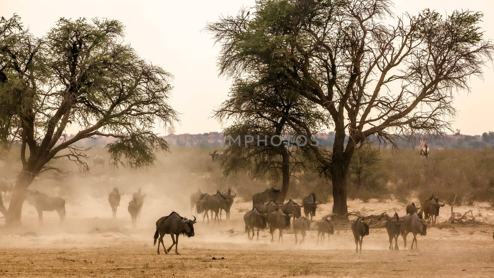 Herd of Blue wildebeest walking front view in sand dust in Kgalagadi transfrontier park, South Africa ; Specie Connochaetes taurinus family of Bovidae