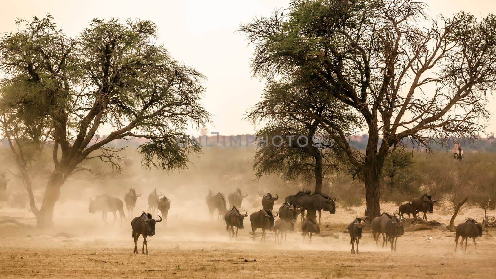 Herd of Blue wildebeest walking front view in sand dust in Kgalagadi transfrontier park, South Africa ; Specie Connochaetes taurinus family of Bovidae