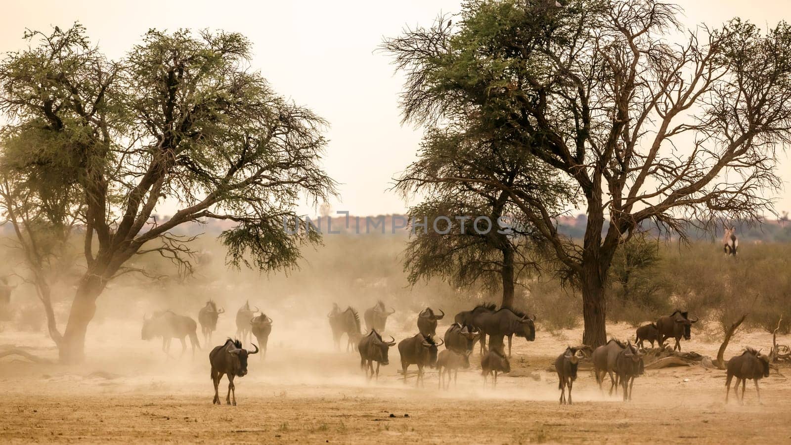 Blue wildebeest in Kgalagadi transfrontier park, South Africa by PACOCOMO