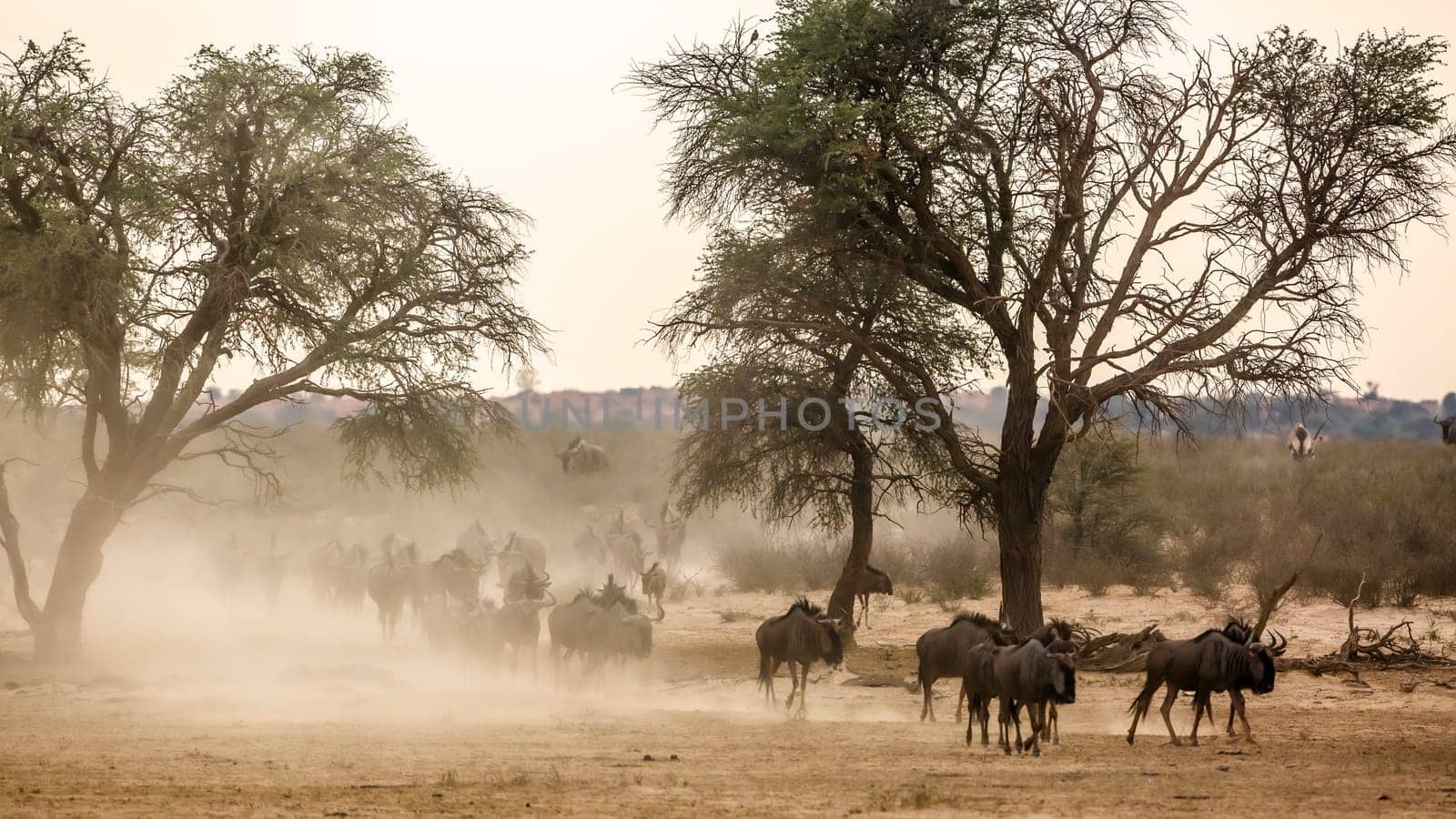 Blue wildebeest in Kgalagadi transfrontier park, South Africa by PACOCOMO