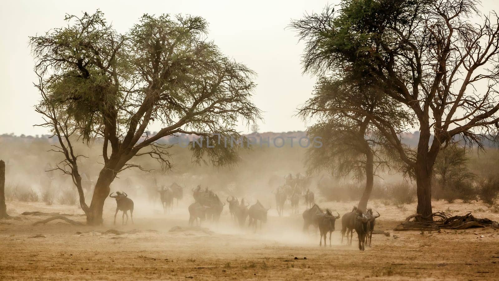 Blue wildebeest in Kgalagadi transfrontier park, South Africa by PACOCOMO