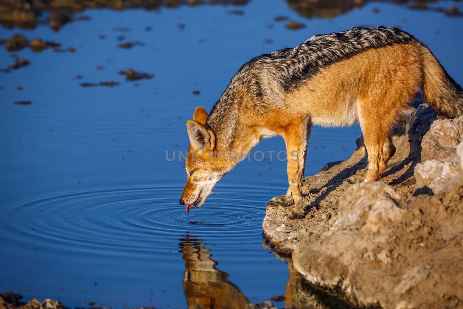 Black backed jackal in Kgalagadi transfrontier park, South Africa by PACOCOMO