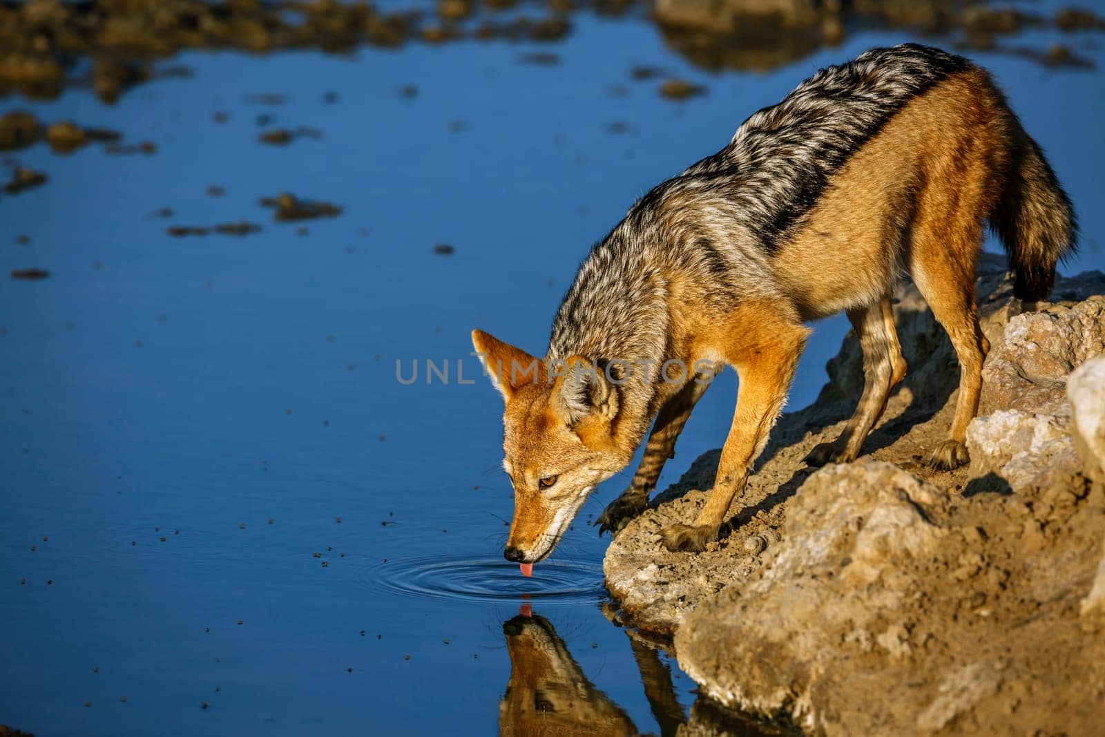 Black backed jackal in Kgalagadi transfrontier park, South Africa by PACOCOMO