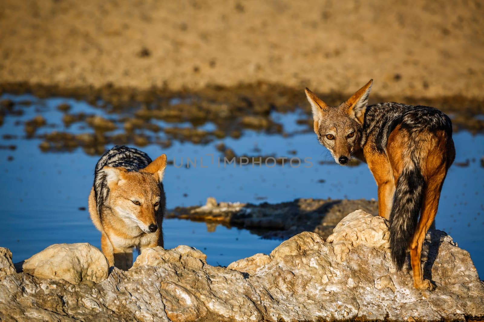 Two Black backed jackal at waterhole in Kgalagadi transfrontier park, South Africa ; Specie Canis mesomelas family of Canidae