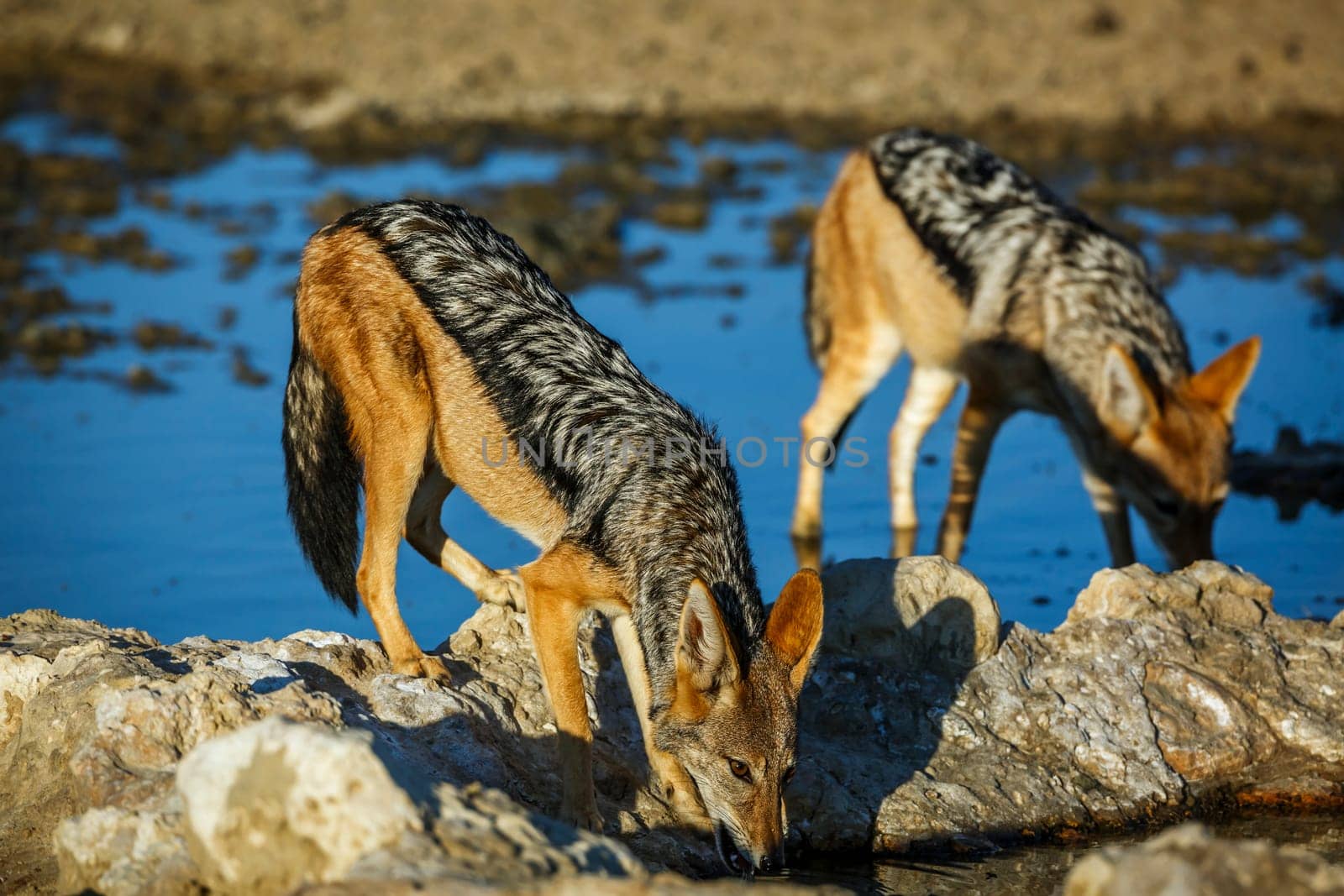 Black backed jackal in Kgalagadi transfrontier park, South Africa by PACOCOMO