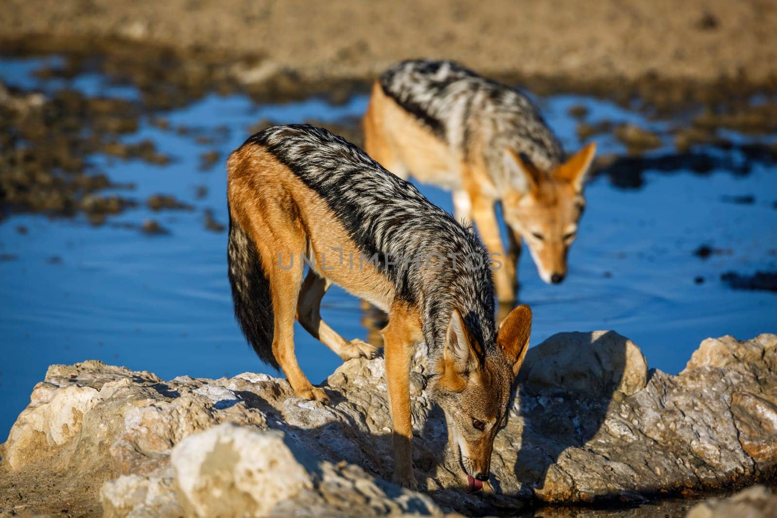 Black backed jackal in Kgalagadi transfrontier park, South Africa by PACOCOMO