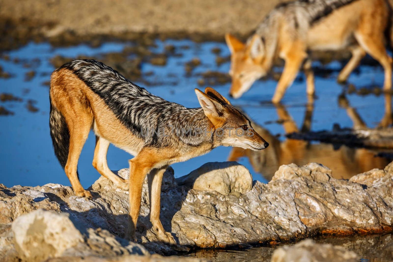 Black backed jackal in Kgalagadi transfrontier park, South Africa by PACOCOMO