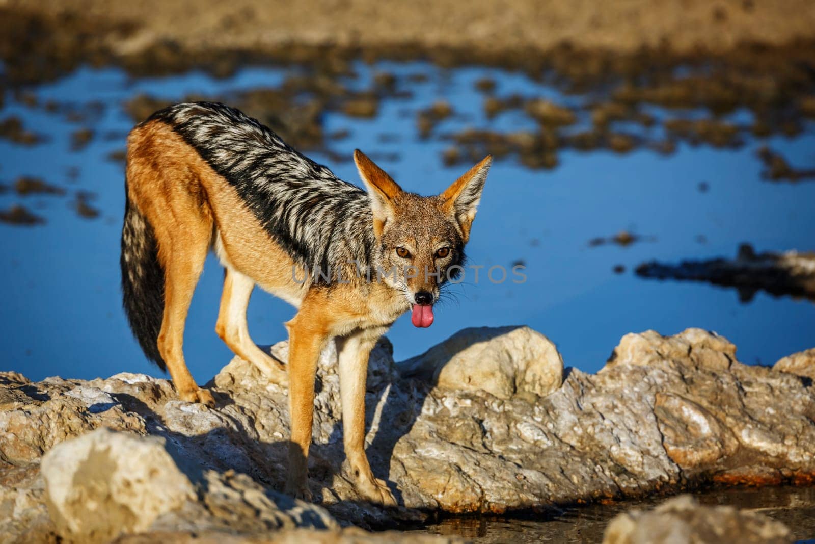 Black backed jackal in Kgalagadi transfrontier park, South Africa by PACOCOMO